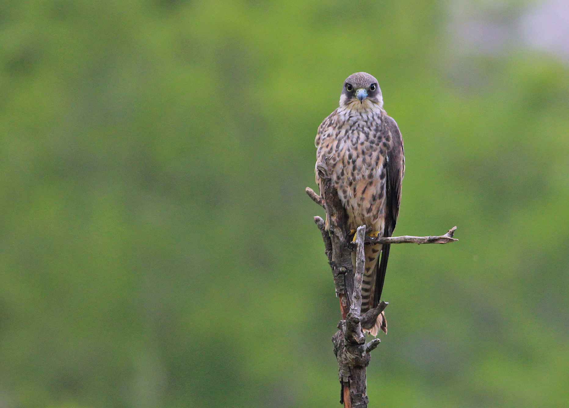 Eleonora's Falcon